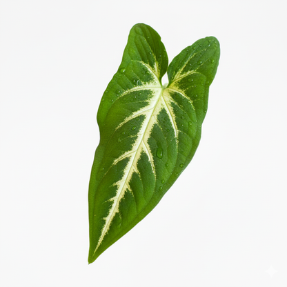 Singonio Wendlandii