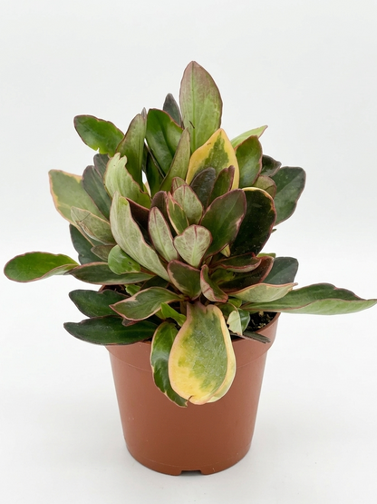 Peperomia ginny