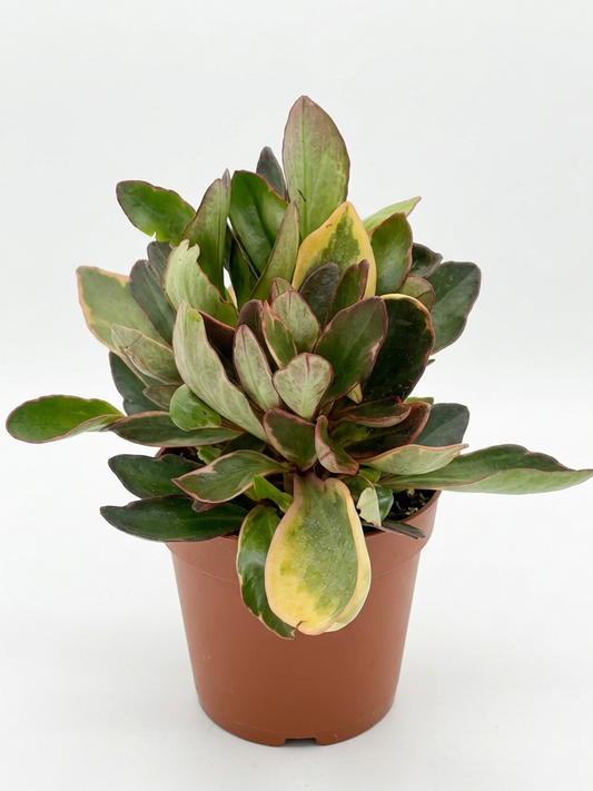 Peperomia ginny