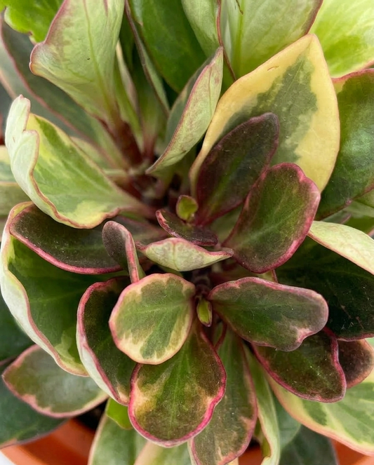 Peperomia ginny