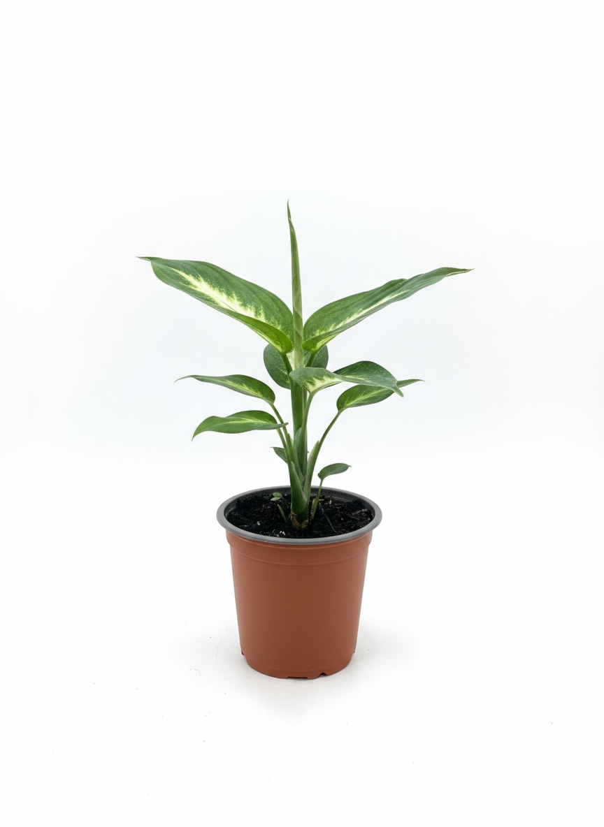 Dieffenbachia Camille