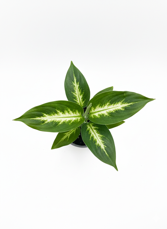 Dieffenbachia Camille