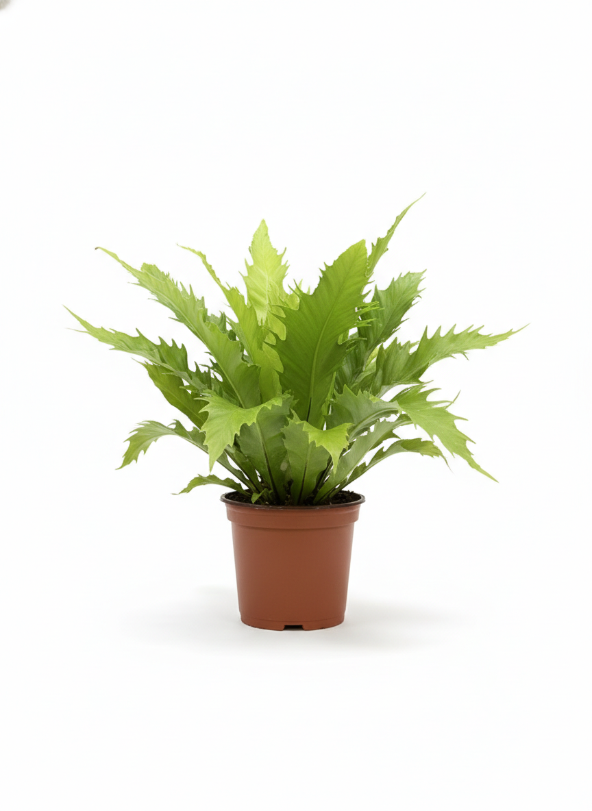 Asplenium Nidus Venus