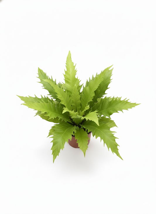 Asplenium Nidus Venus