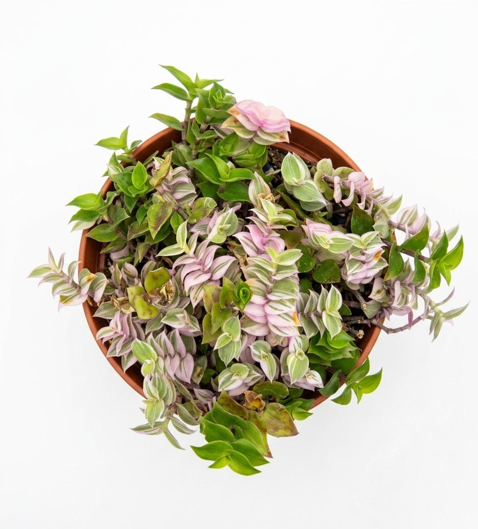 Callisia Repens Variegada