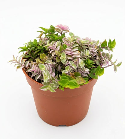 Callisia Repens Variegada