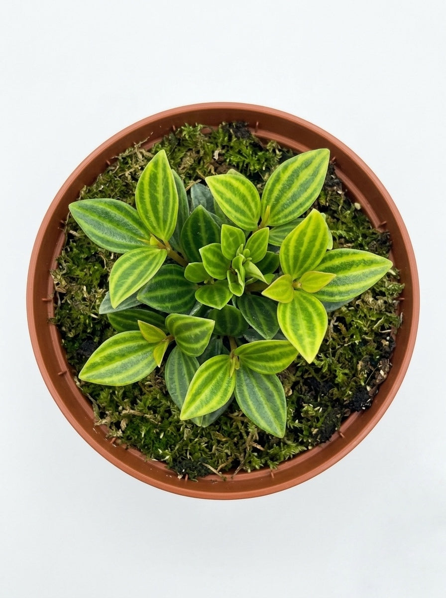Peperomia Puteolata