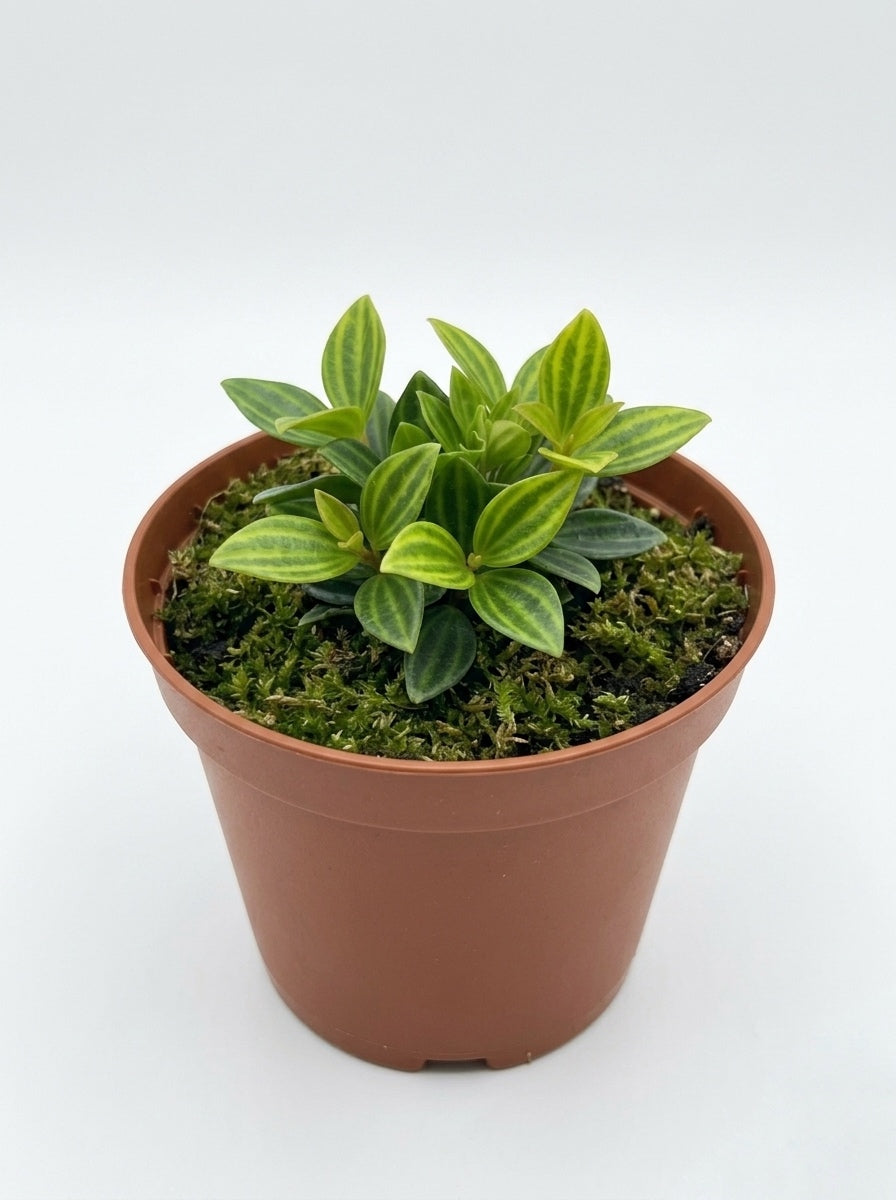 Peperomia Puteolata