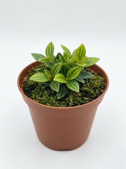 Peperomia Puteolata