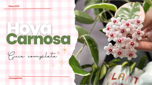 Guía de Cuidados Hoya Carnosa