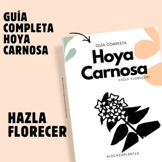 Guía de Cuidados Hoya Carnosa