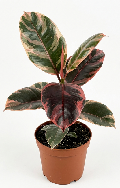 Gomero Ruby (ficus elástica ruby)