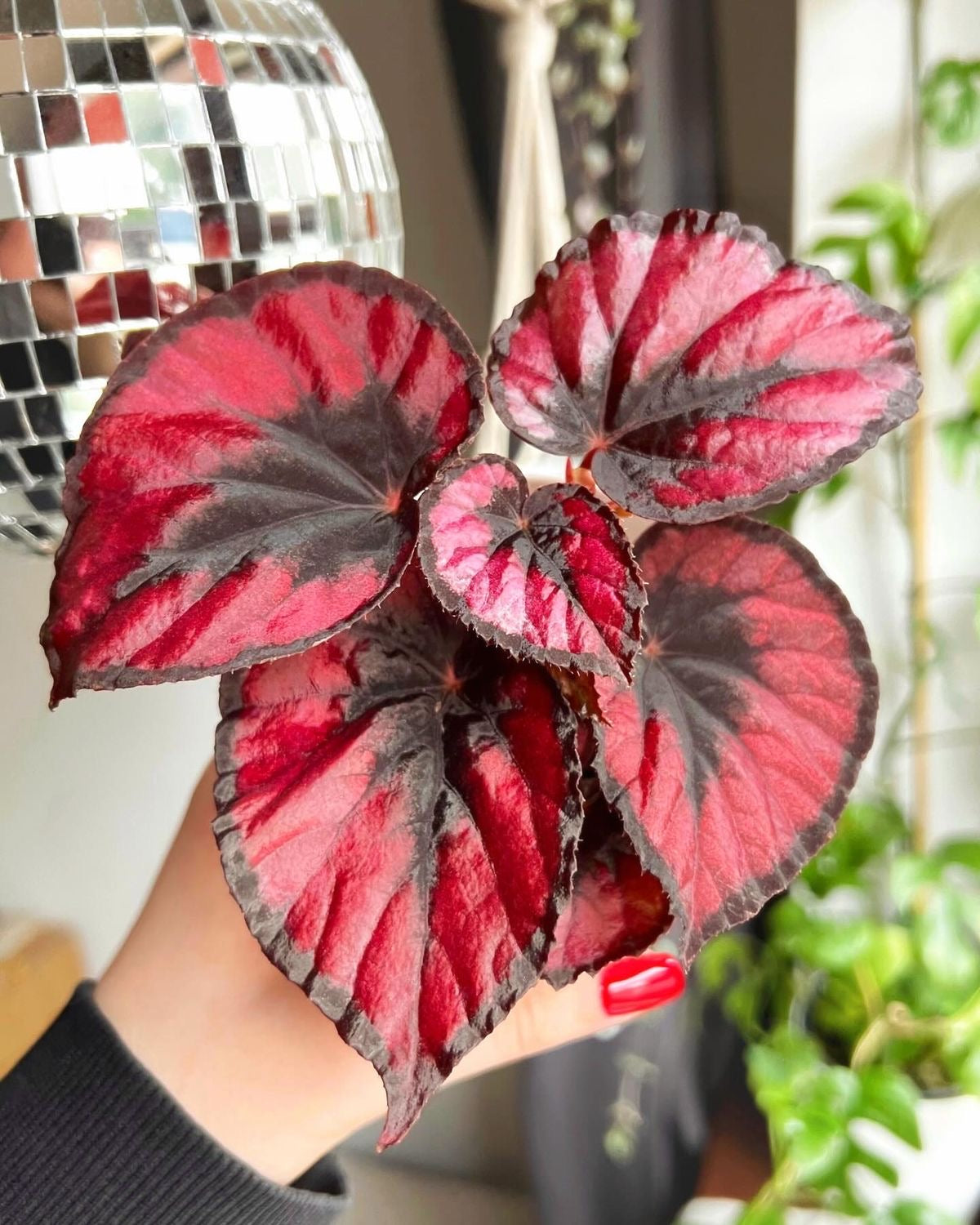 Begonia Red Kiss 💋
