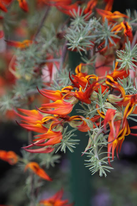 Lotus berthelotii