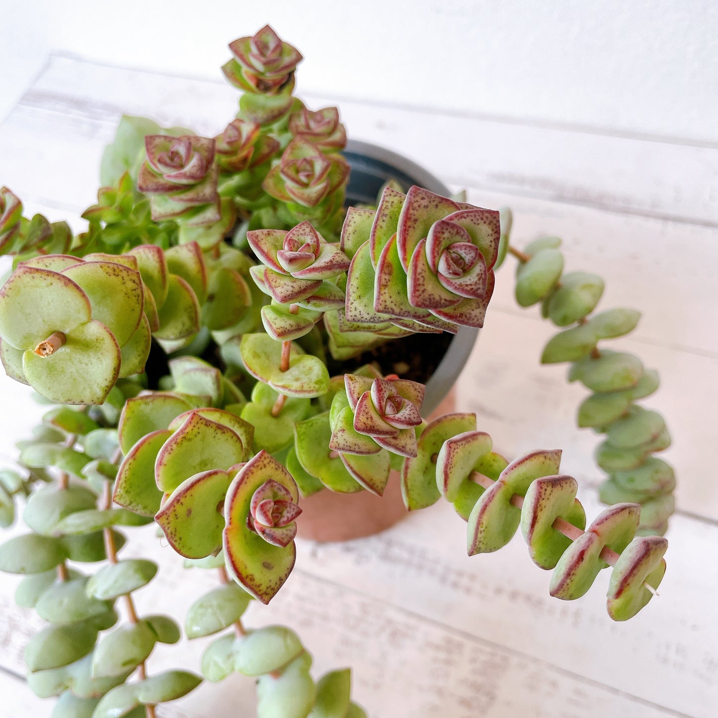 Crassula Marnieriana