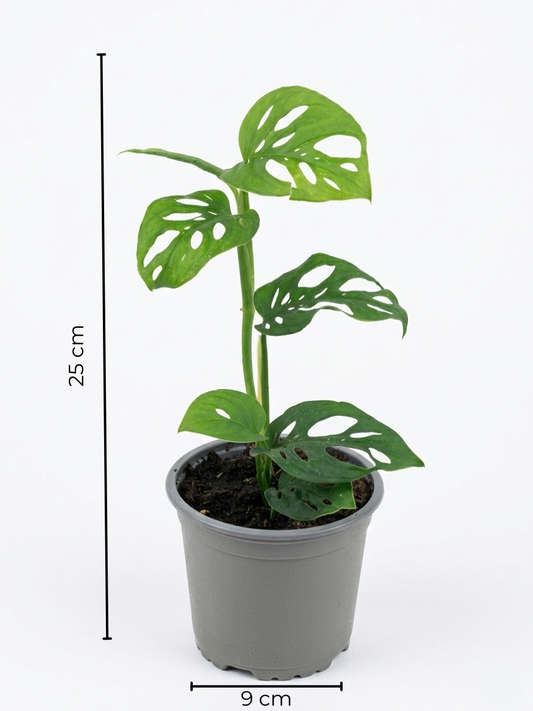 Monstera Friedrichsthalii Mini – Planta de interior 🌿