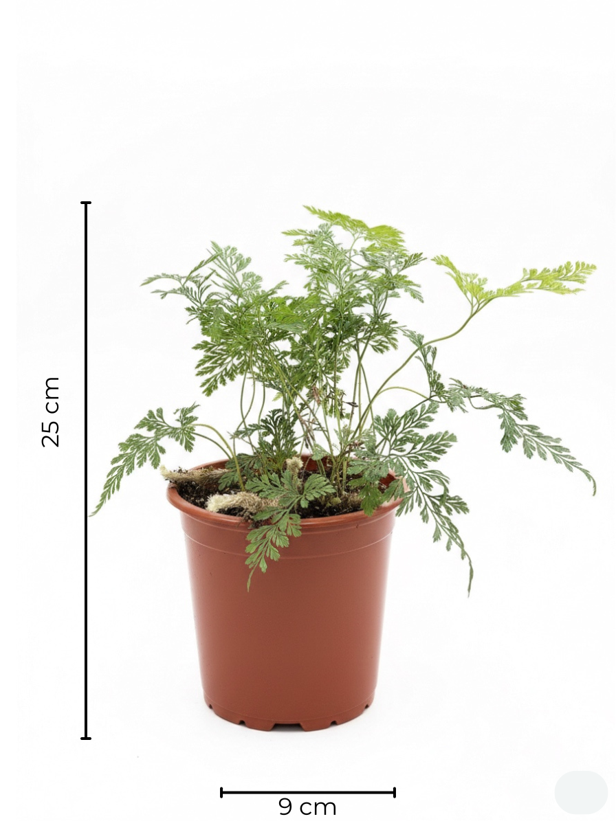 Helecho Pata de Conejo Mini – Planta de interior 🌿