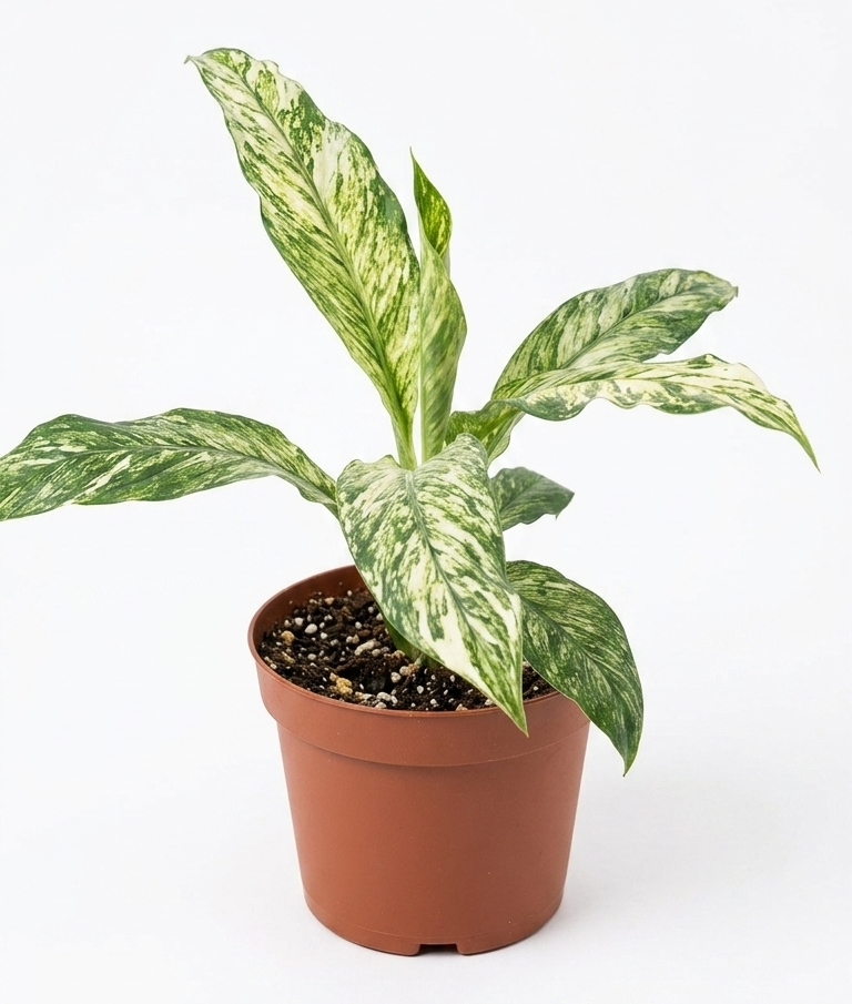 Spathifilium Sensation Variegado