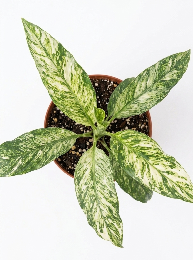 Spathifilium Sensation Variegado