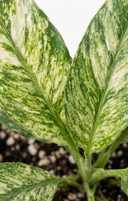 Spathifilium Sensation Variegado
