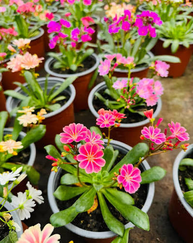 Lewisia Cotyledon