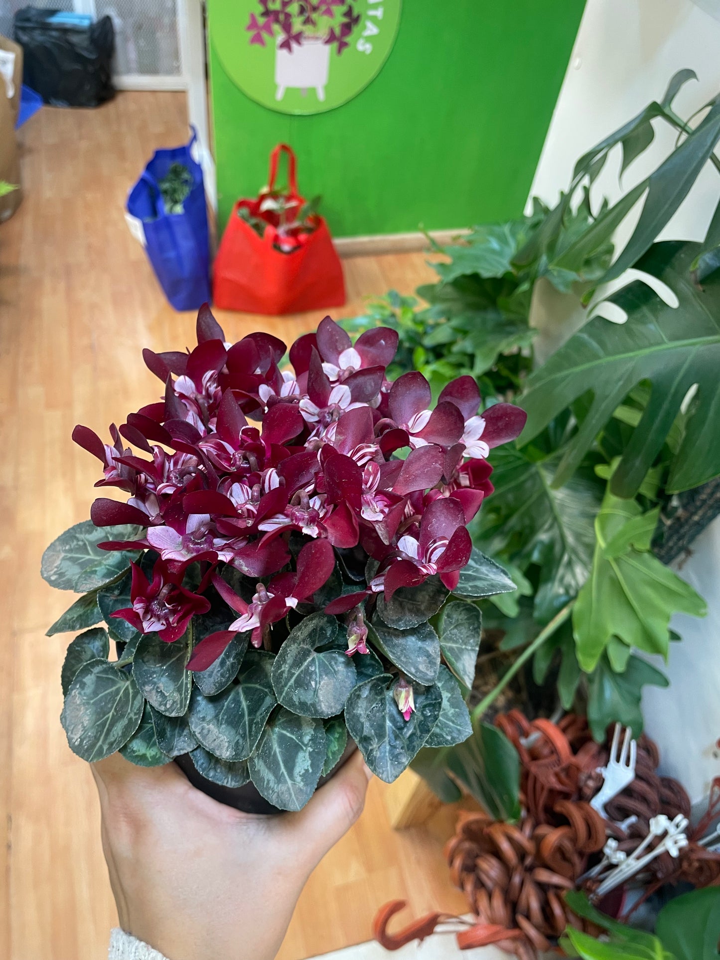 Cyclamen Djix