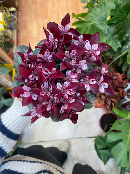 Cyclamen Djix