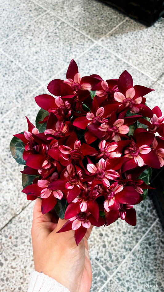 Cyclamen Djix