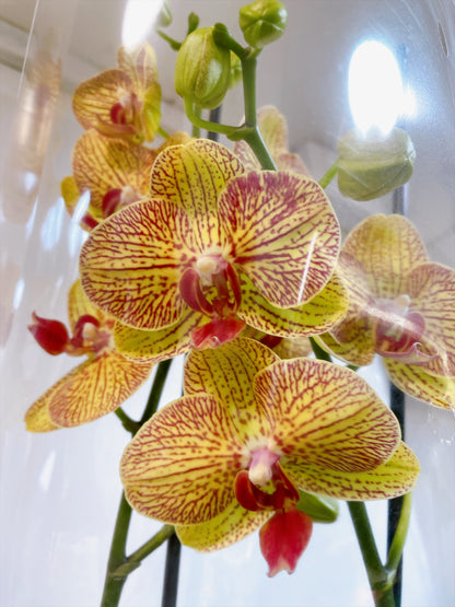 Orquídea (Phalaenopsis)