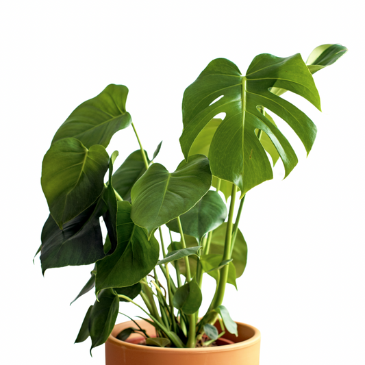 Monstera Deliciosa 80 cm