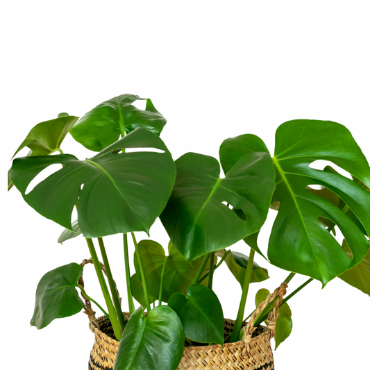 Monstera Deliciosa 80 cm