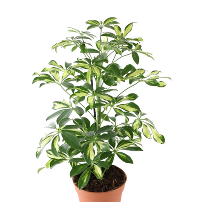 Sheflera