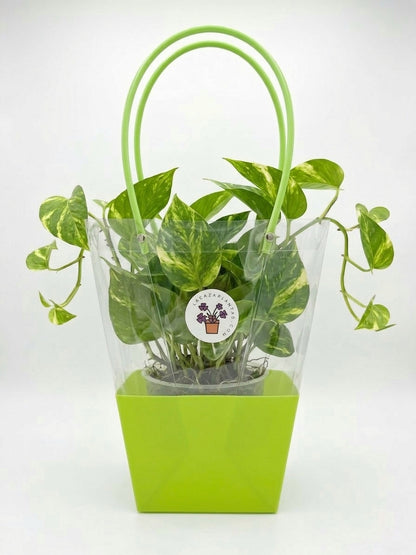 Bolsa de Regalo Transparente Verde (46 cm)