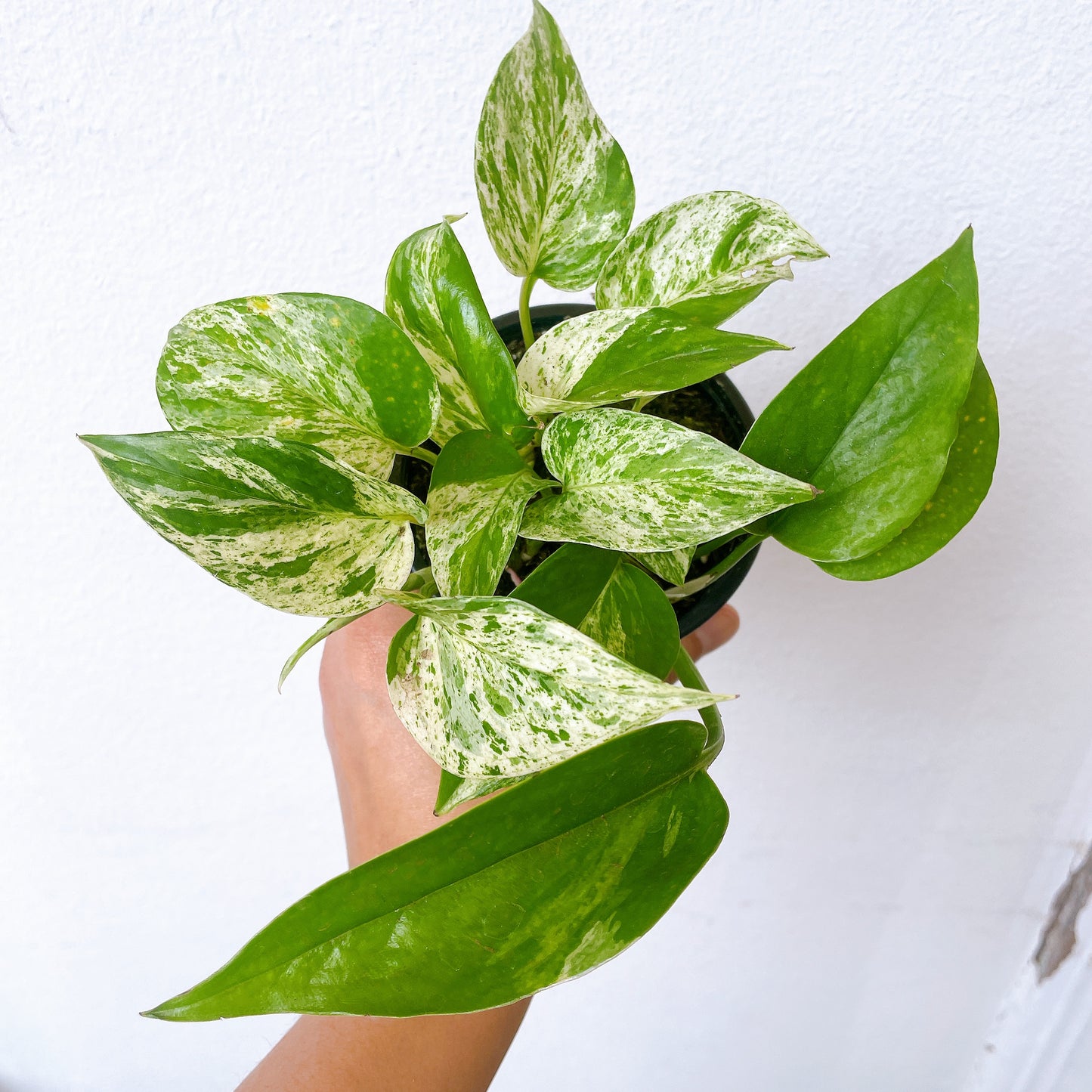 Pothus Marble Queen