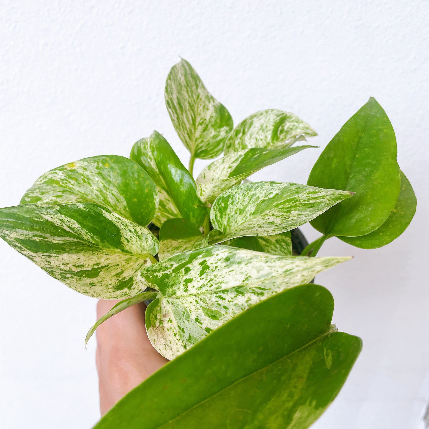 Pothus Marble Queen