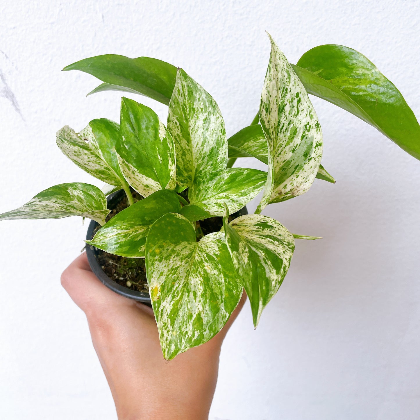 Pothus Marble Queen