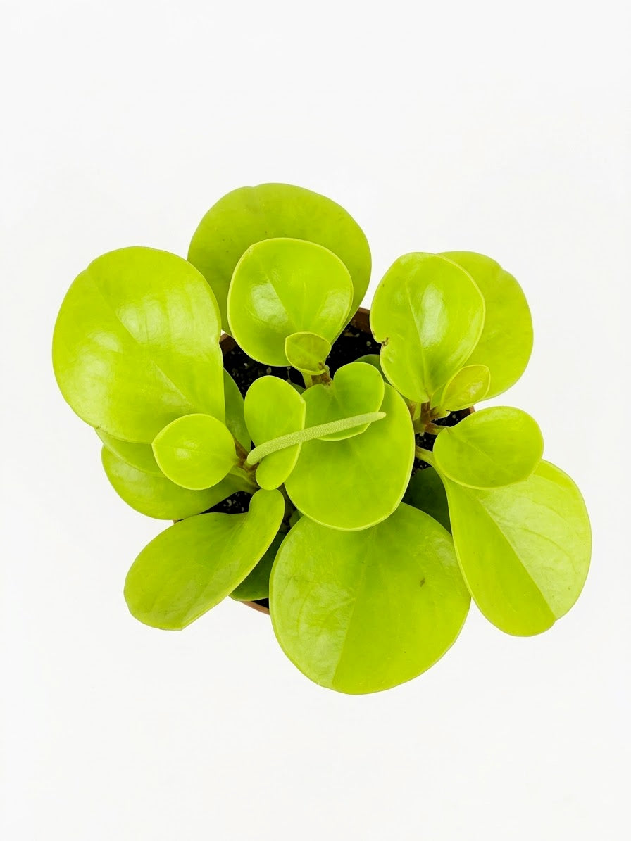 Peperomia obtusifolia Lemon planta de interior de hojas verdes y amarillas