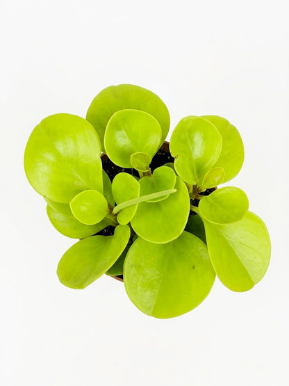 Peperomia obtusifolia Lemon planta de interior de hojas verdes y amarillas