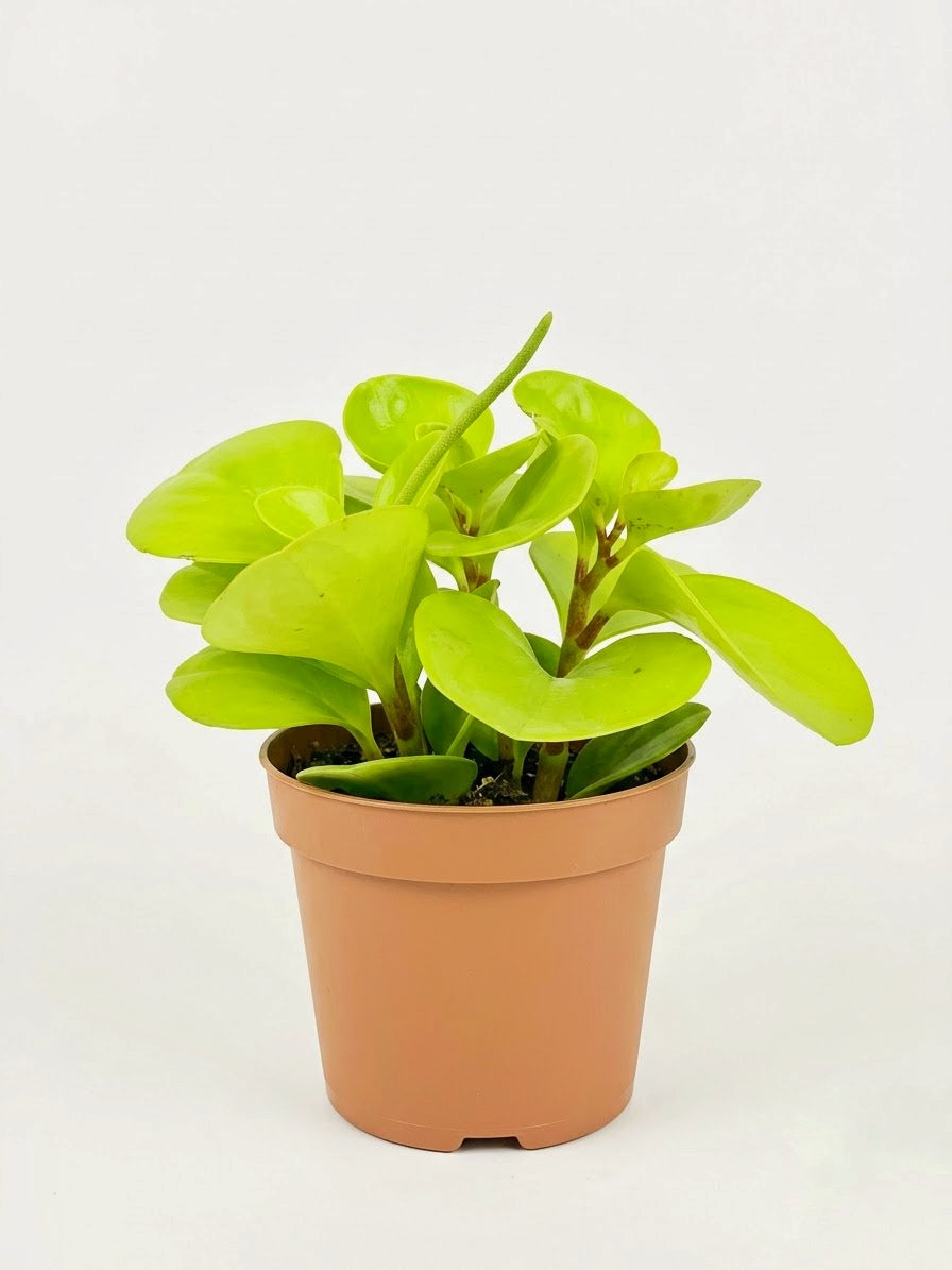 Peperomia obtusifolia Lemon planta de interior de hojas verdes y amarillas2