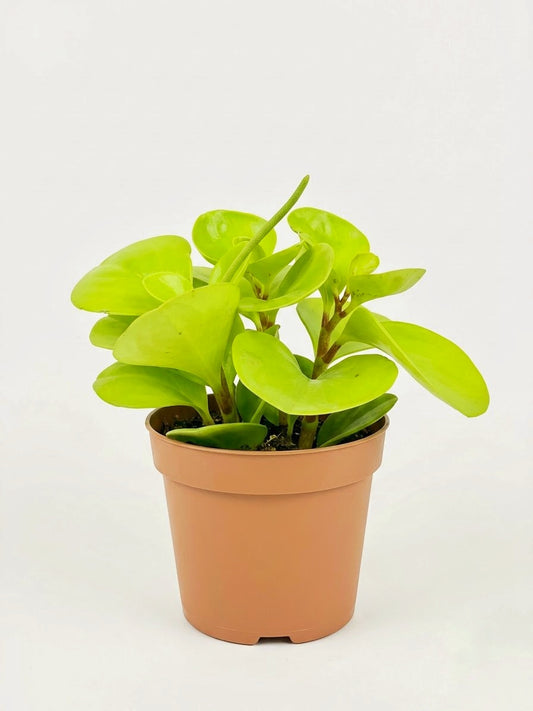 Peperomia obtusifolia Lemon planta de interior de hojas verdes y amarillas2