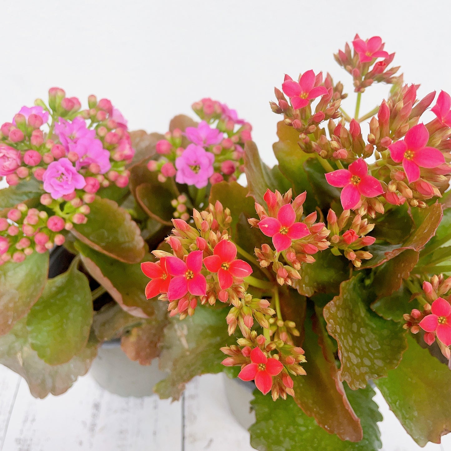 Kalanchoe florido