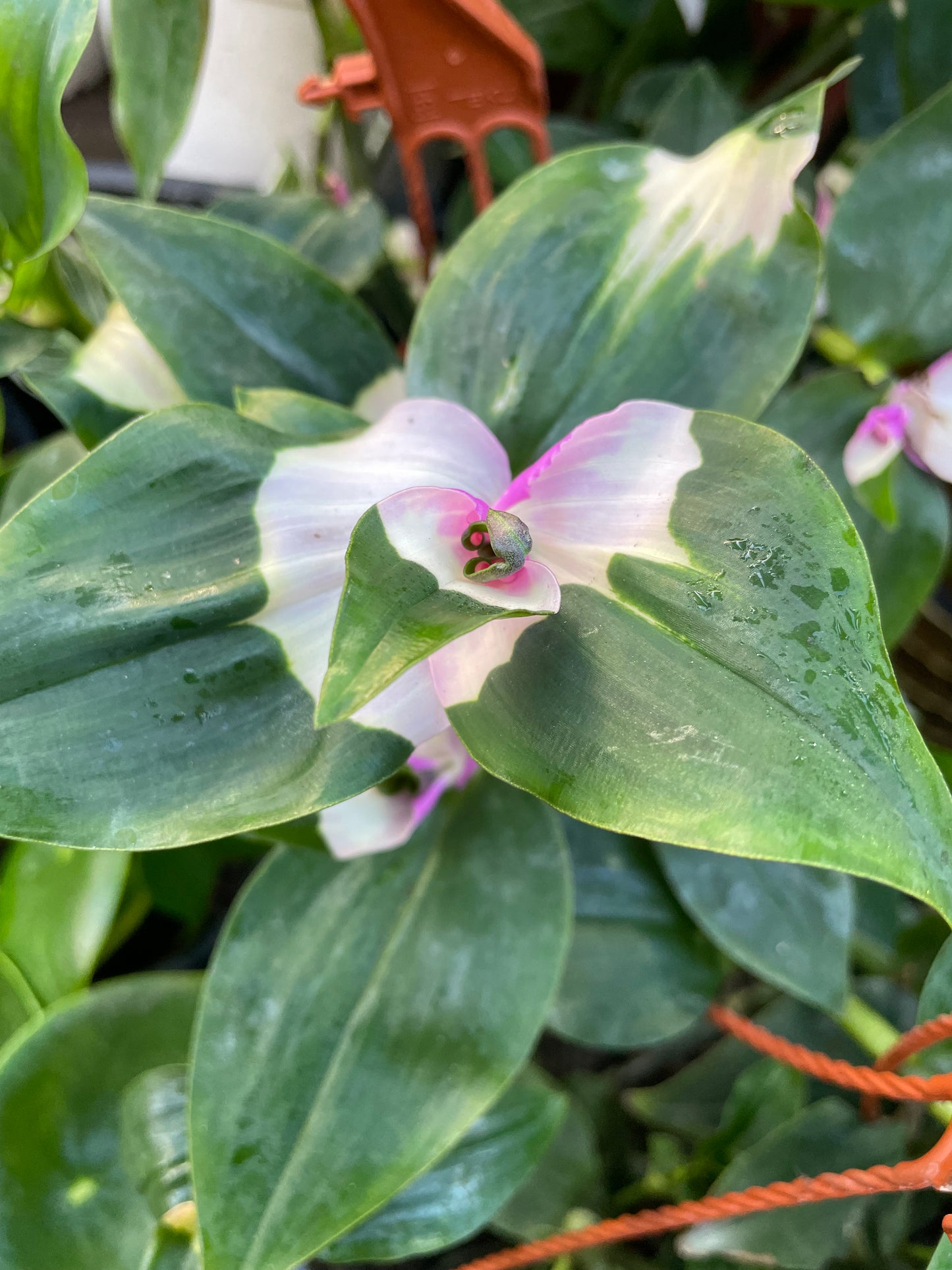 Tradescantia Brushing Bride