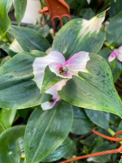 Tradescantia Blushing Bride