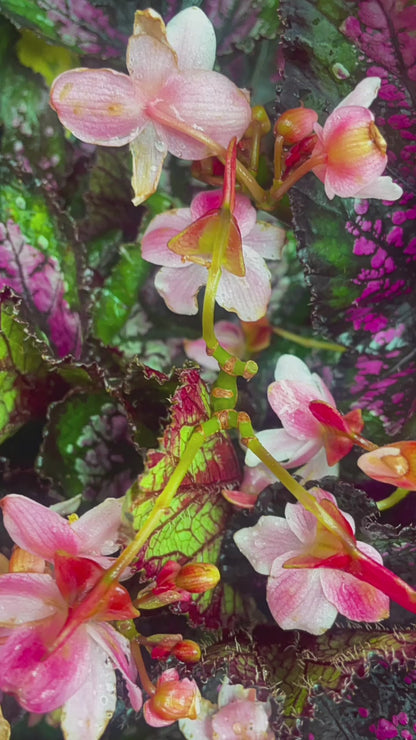 Begonia Rex