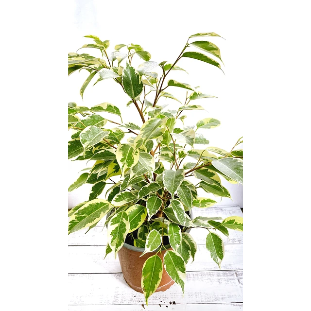 Ficus Hawaii