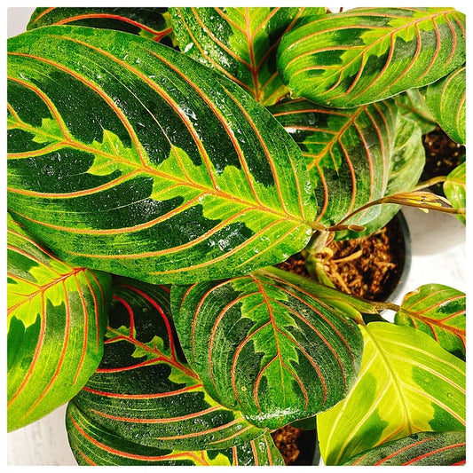 Maranta Leuconera