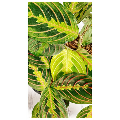 Maranta Leuconera