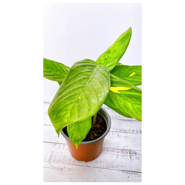 Maranta Lubersiana
