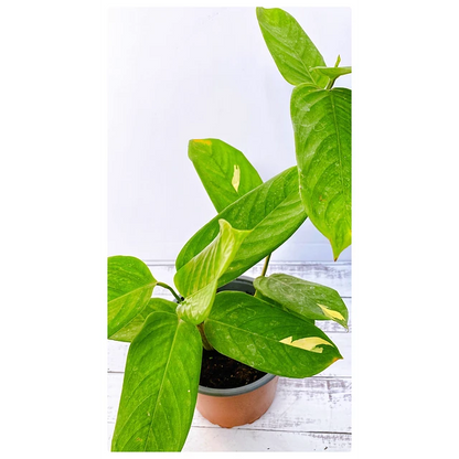Maranta Lubbersiana