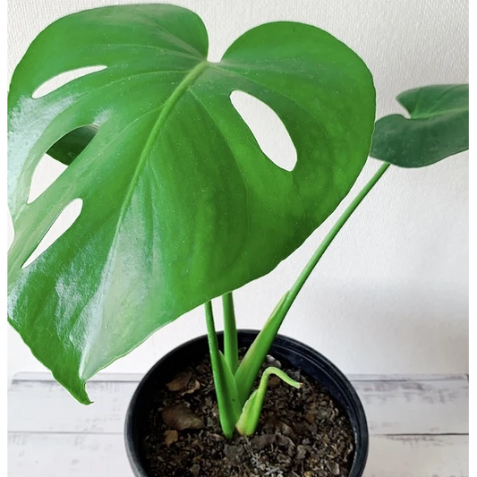 Monstera Deliciosa 40 cm